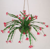 Blooming Cactus
